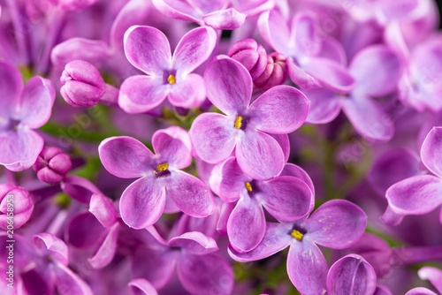 Lilac Flowers Background