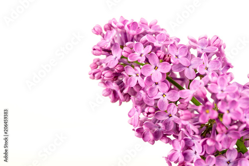 Purple Lilac Flowers on white Background