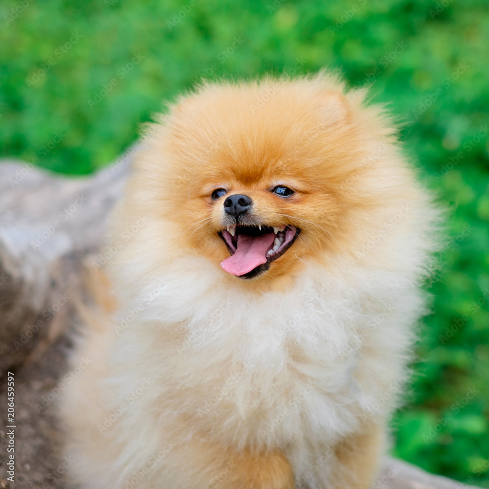 4683373 dog pomeranian spitz smiling watch the evening sun at the park's nature.