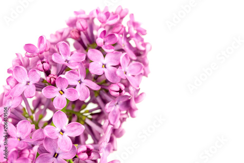 Purple Lilac Flowers