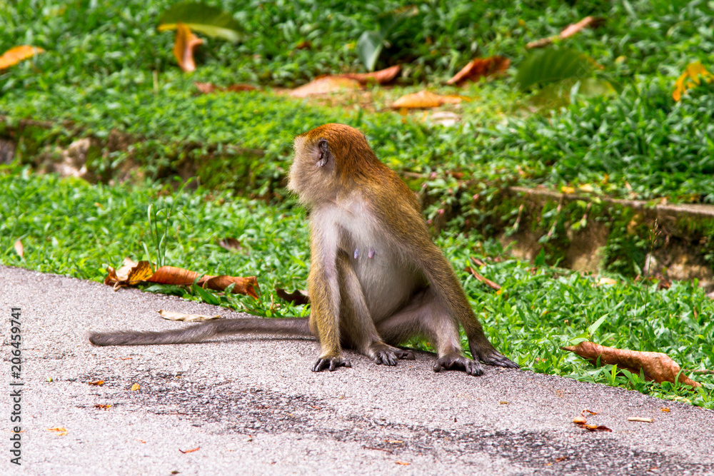 Monkeys, Penang, Malaysia