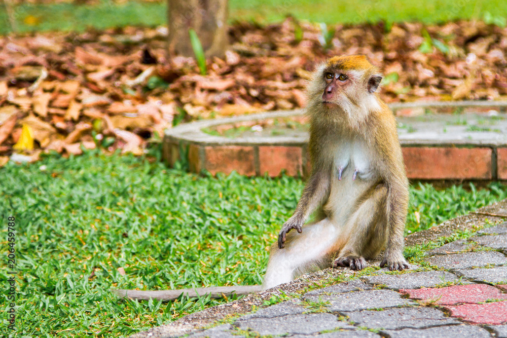 Monkeys, Penang, Malaysia
