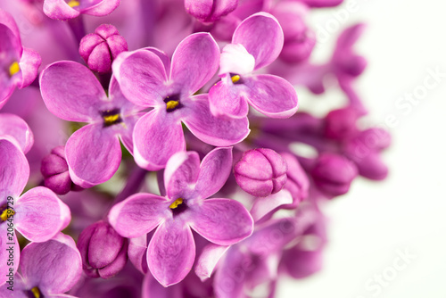 Pink Lilac Close up © Levon