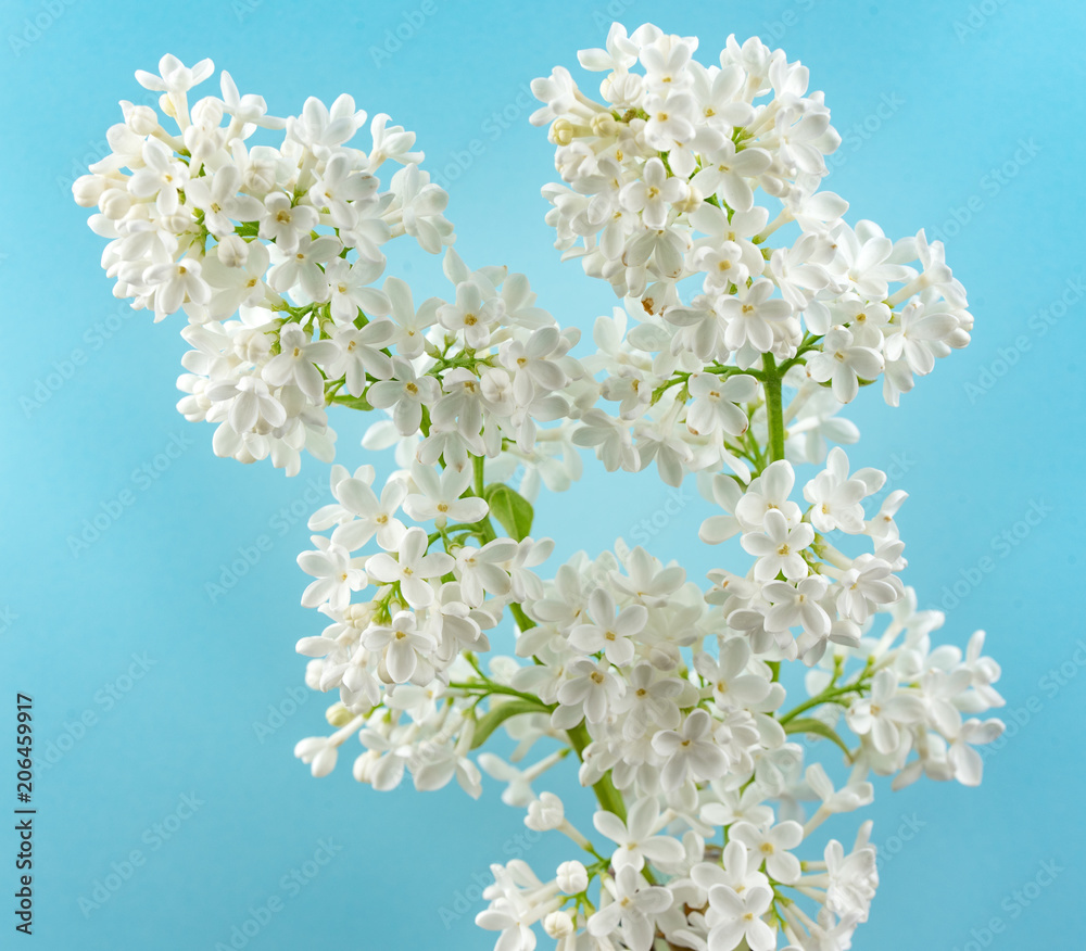 White Lilac Flowers on Blue Background
