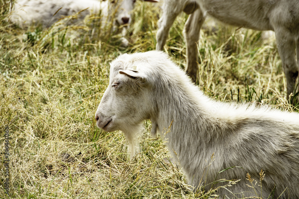 White Goat in the summer sun
