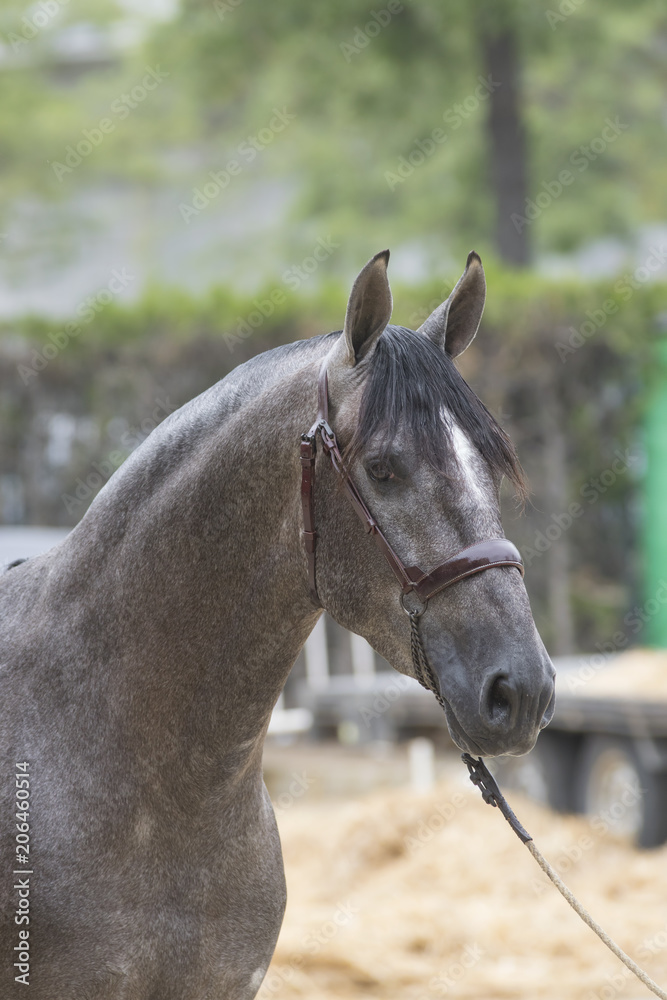 Obraz premium joven caballo español