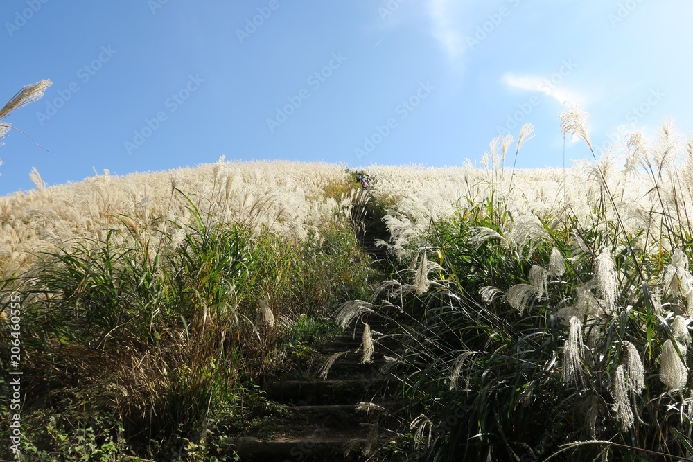 Fototapeta premium 岩湧山