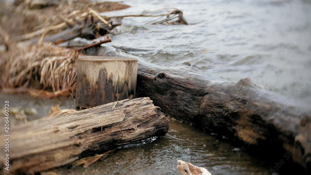 A lot of wooden branches and logs lying along the river bank in the sand A lot of wooden branches and logs lying along the river bank in the sand