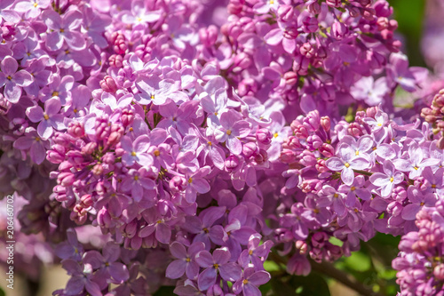 Lilac flowers on a tree in the park