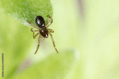 A spider weaves a spider web on green leaves © schankz