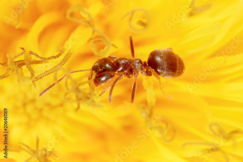 The ant is on a yellow dandelion flower © schankz