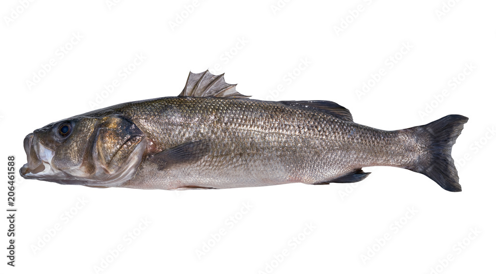 Seabass robalo fish wild big size Seabass robalo fish wild big size