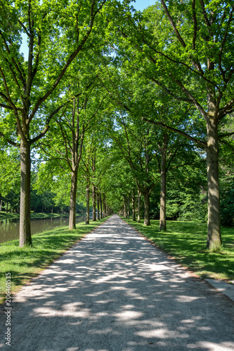 A Canopy road with trees to either side in the Karlsaue park in Kassel