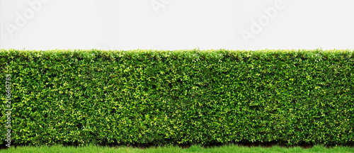 Decorative of banyan tree Korea on white background, Panorama view of green leaf.