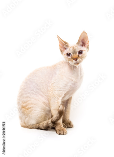 Devon Rex cat © Margarita Borodina