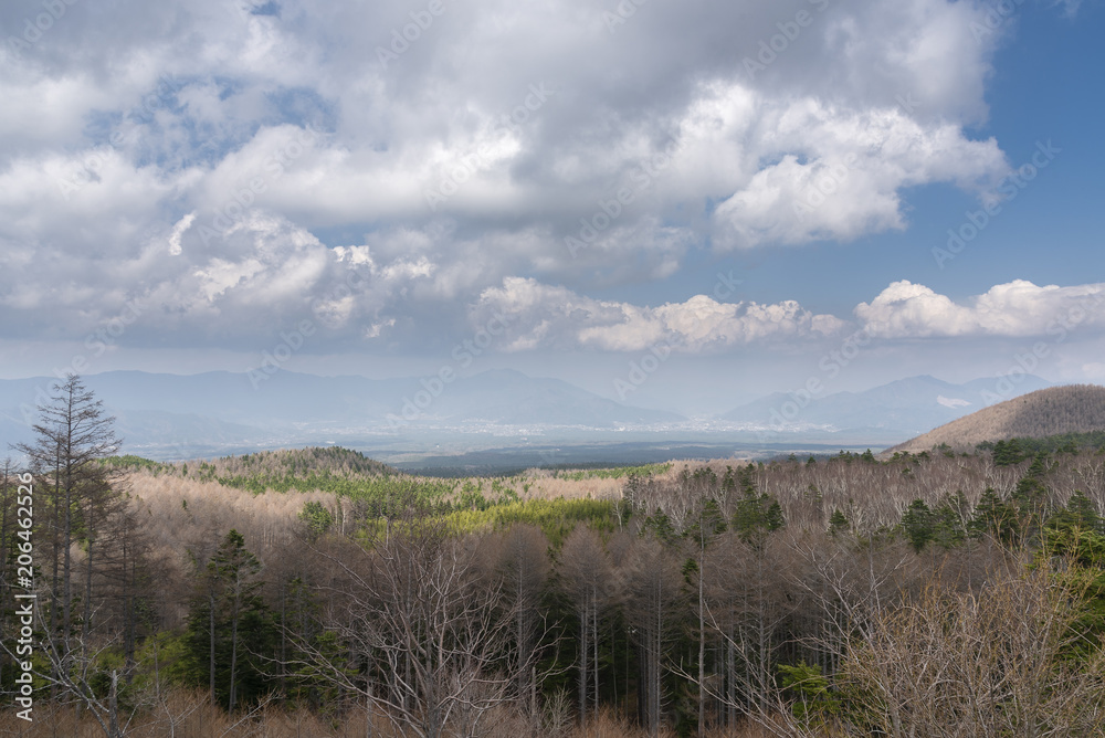 Beautiful pine forest and views. Sky with mountains japan