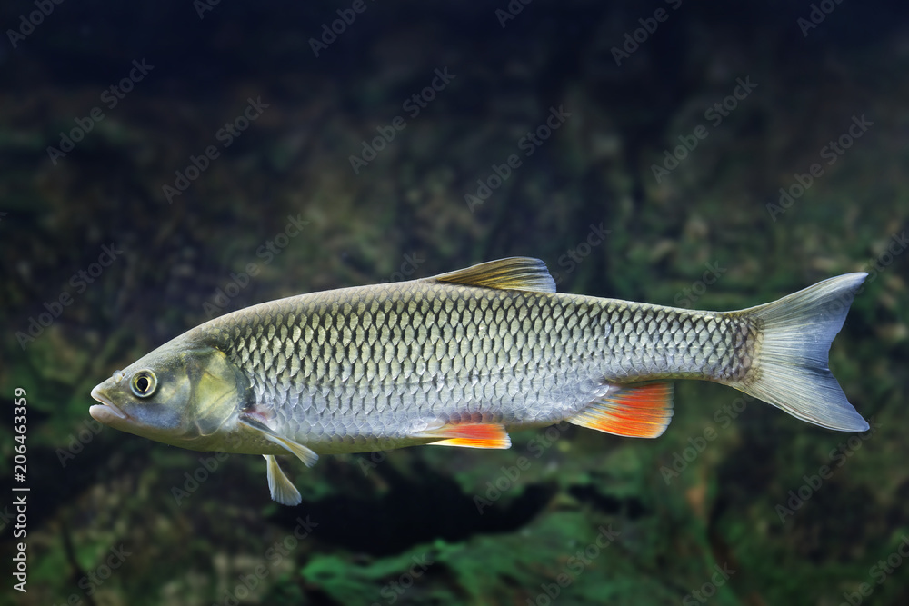 Fototapeta premium Chub - Squalius cephalus - close up in detail