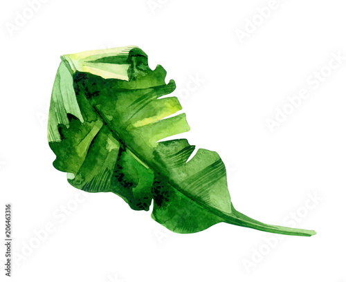 Isolated watercolor green plant leaf deocration