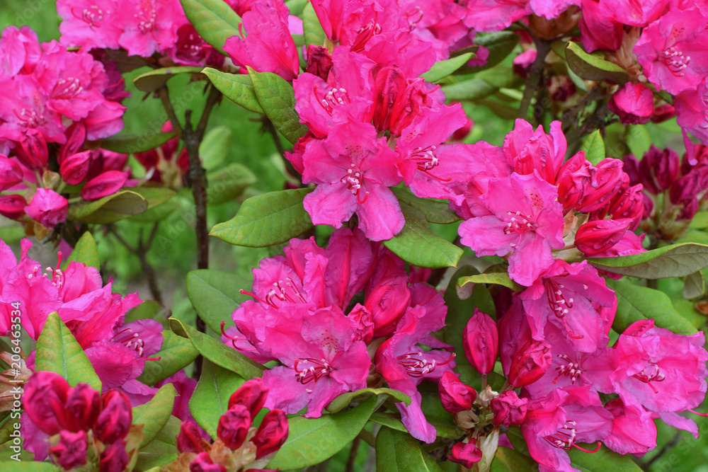 Closeup of pink azalea or rhododendron blooming with flowers and buds as abstract colorful background. Closeup of pink azalea or rhododendron blooming with flowers and buds as abstract colorful background.