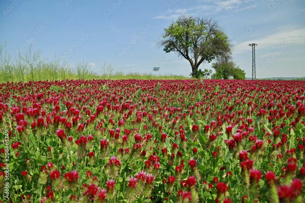 Landscape with bright cardinal, red and green field full of sown clover, sunny day, blue sky, horizon with tree, electricity pole, road sign Landscape with bright cardinal, red and green field full of sown clover, sunny day, blue sky, horizon with tree, electricity pole, road sign