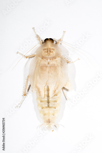 A close up of a Deaths head cockroach, deaths head cockroach molting and shedding its shell in white. Isolated on white background, copy space. photo