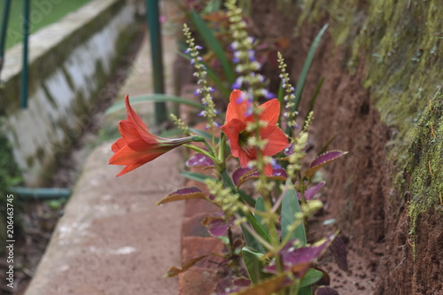 orange flowers in garden