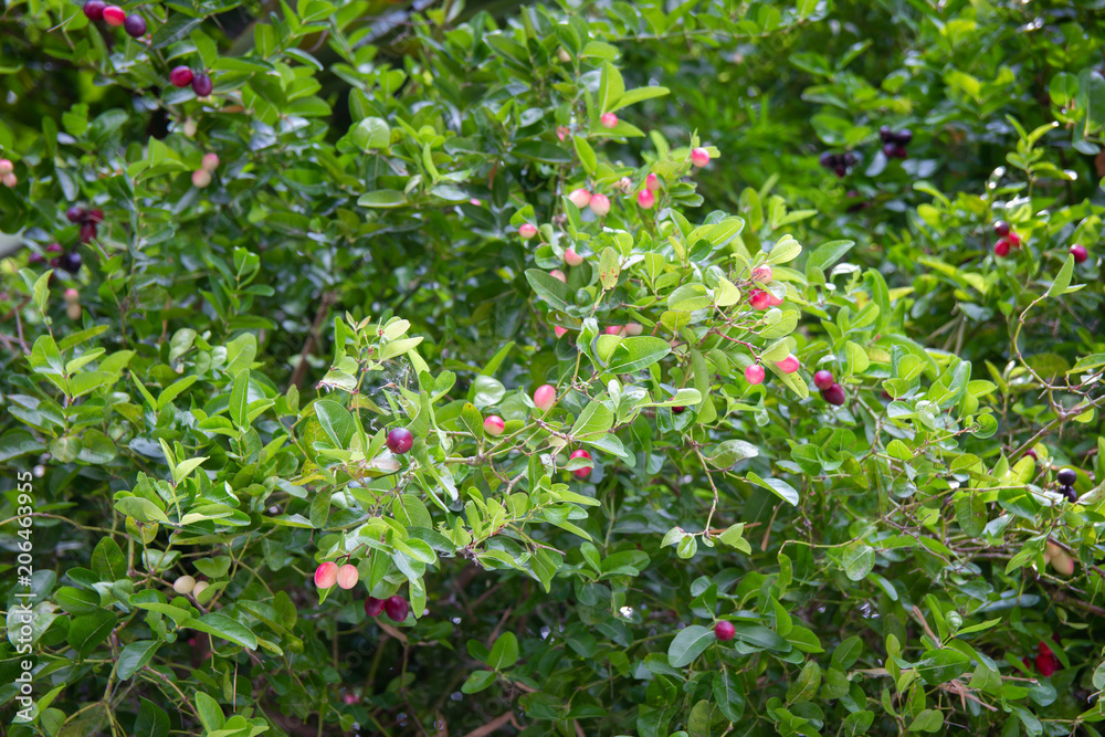 Pink and purple fruits with green foliage of wild trees. In the tropical areas of Thailand.