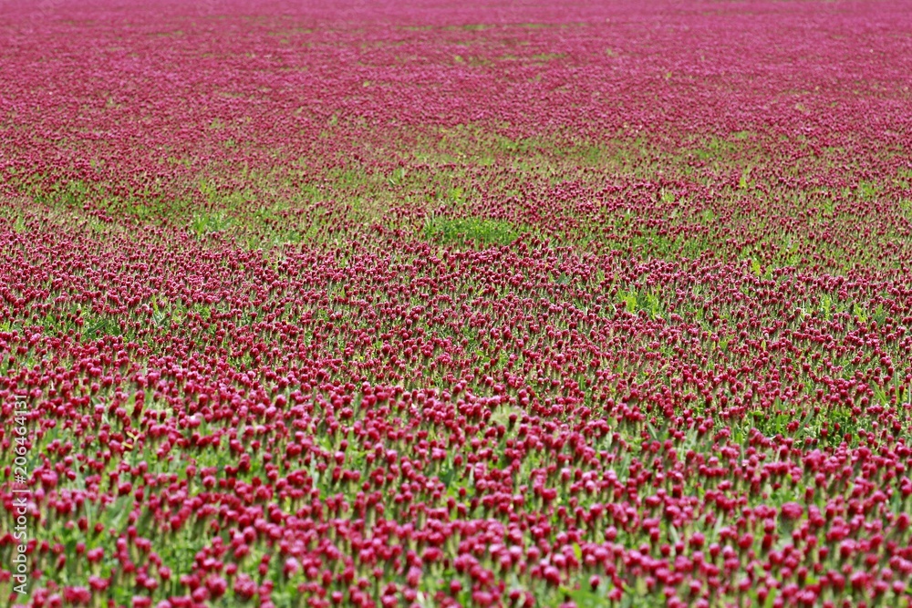 Landscape with bright cardinal, red and green field full of sown clover, background, sunny day Landscape with bright cardinal, red and green field full of sown clover, background, sunny day