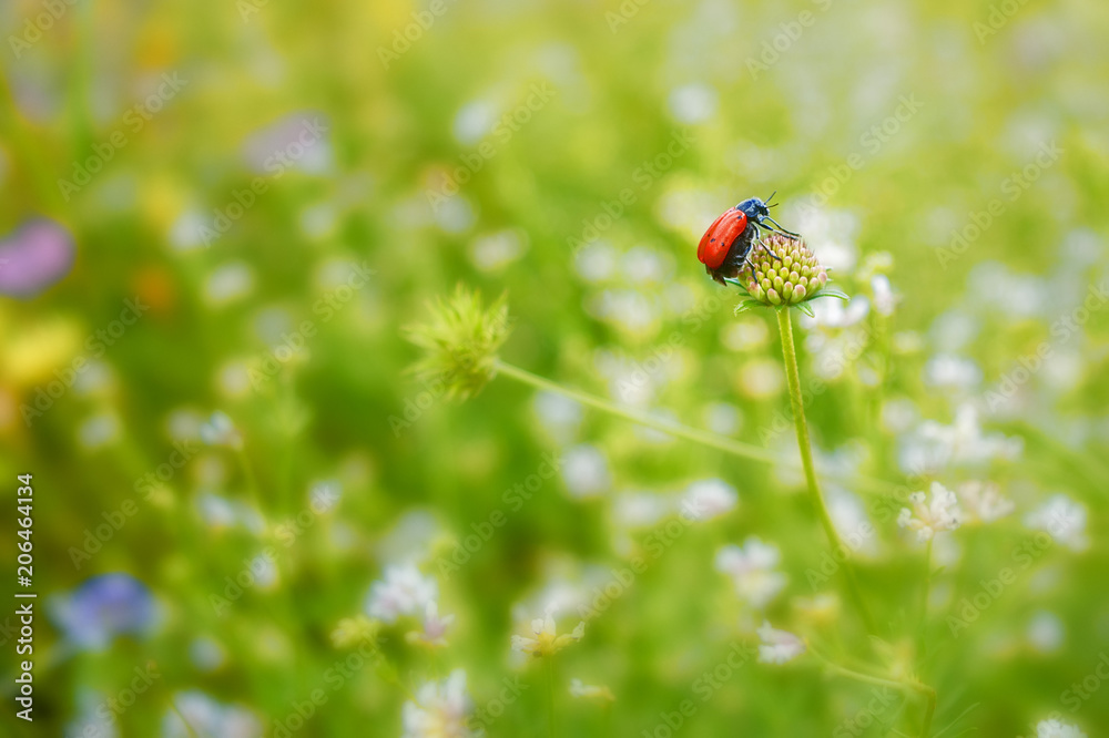 detail of red beetle on a plant detail of red beetle on a plant