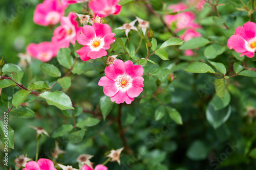 ピンク色のばら「ピンクメイディランド」の花のアップ 
