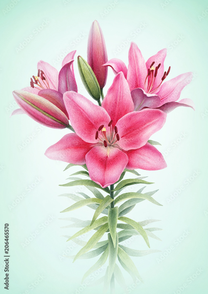 Watercolor illustration of lily flowers. Perfect for greeting card or invitation