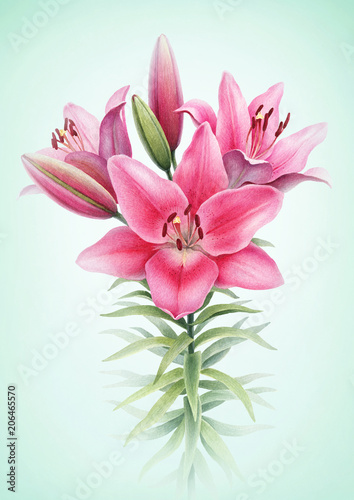 Watercolor illustration of lily flowers. Perfect for greeting card or invitation