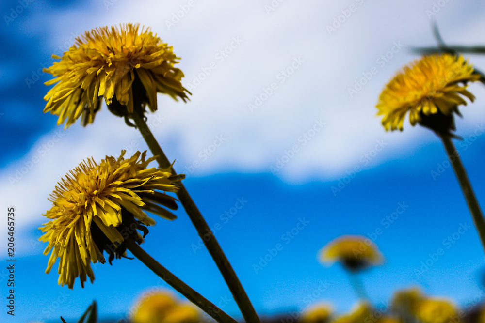 Obraz premium dandelions yellow flowers and blue sky