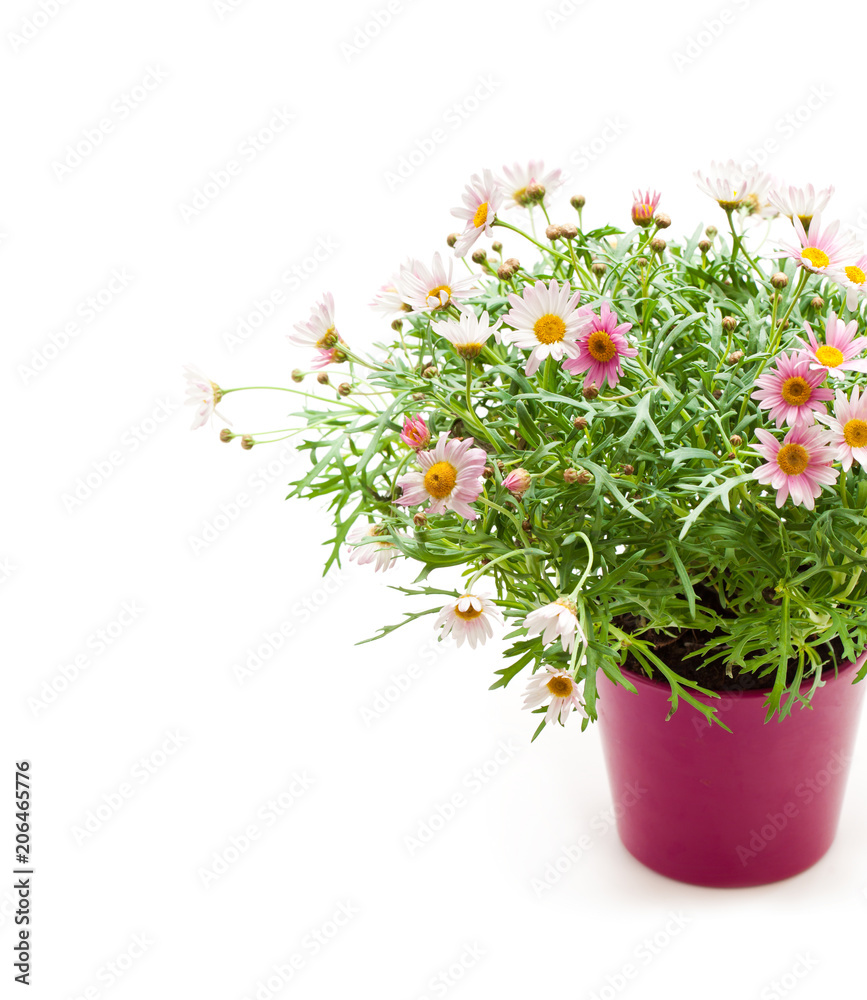 Pink  Daisies Marguerite perennials in flower pot isolated on white