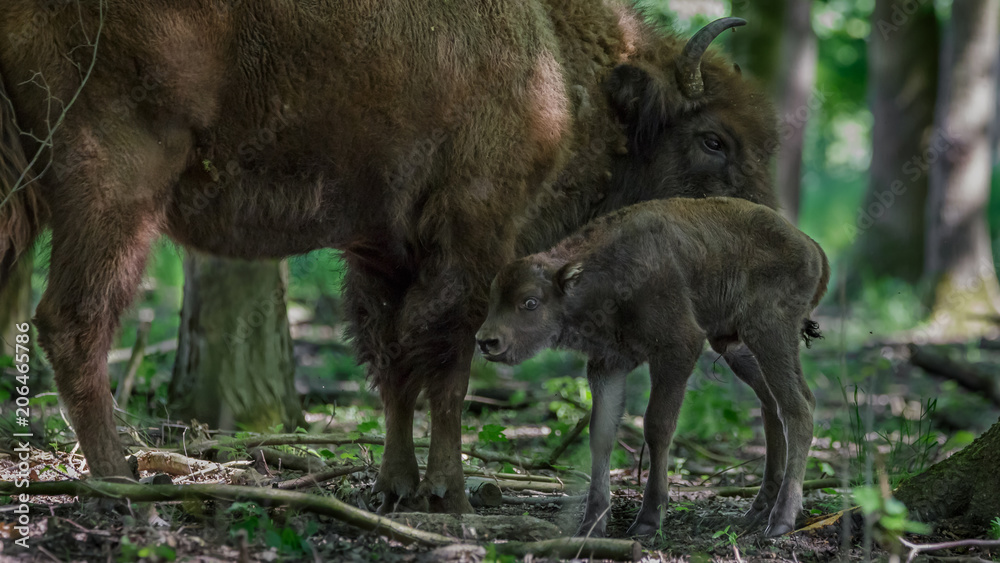 Fototapeta premium European Bison - Wisent with calf