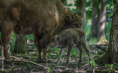 European Bison - Wisent with calf photo