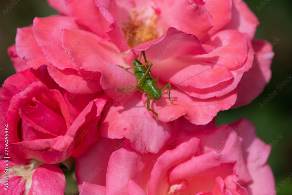ピンク色のばら「芳純」の花の上のバッタ ピンク色のばら「芳純」の花の上のバッタ
