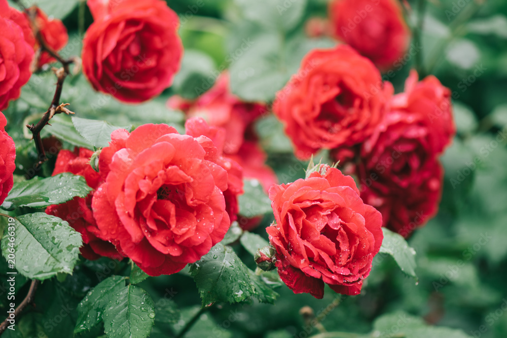 Red rose Red rose