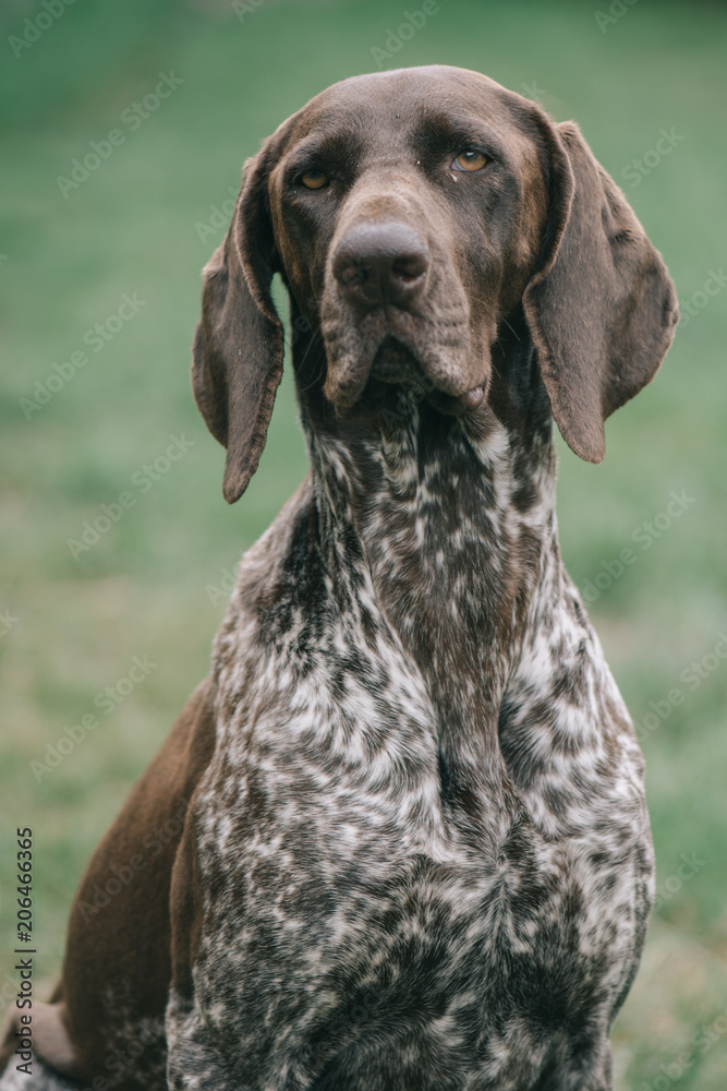 German pointer dog