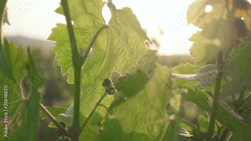 Slow motion sunset sun through the vine young grapes and unripe clusters of grapes sway in the wind