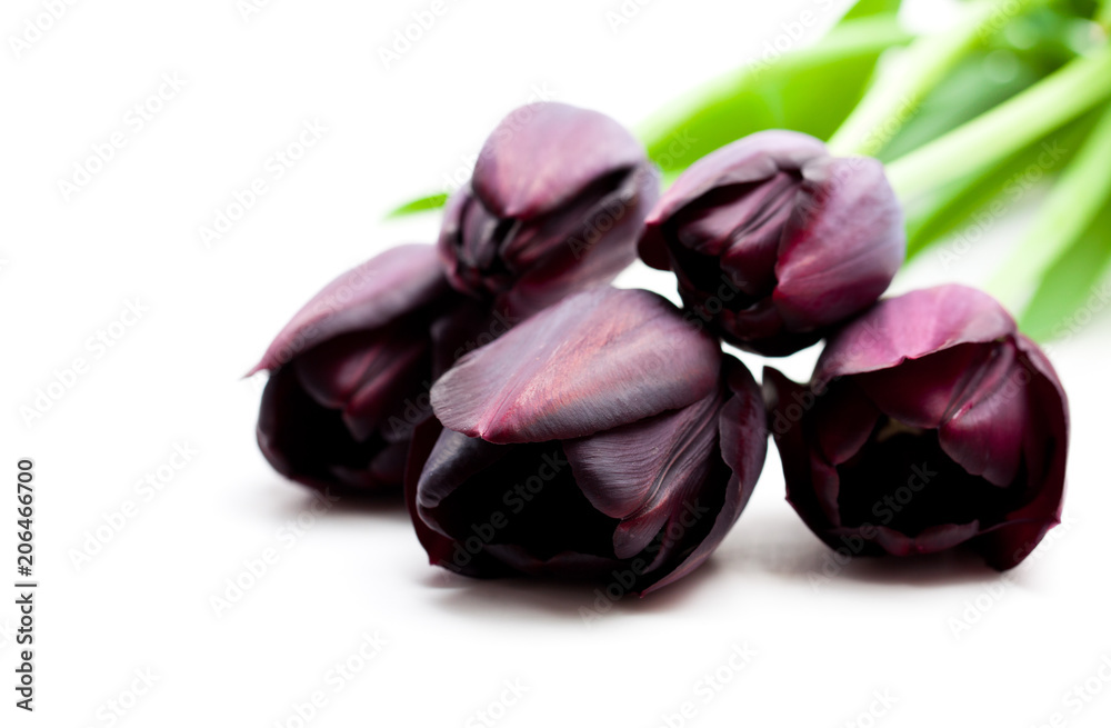 Macro image of black tulips isolated on white Macro image of black tulips isolated on white