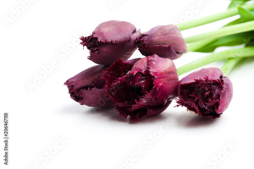 Macro  image of black fringed tulips isolated on white photo