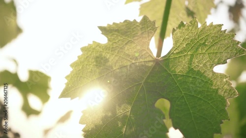 Slow motion beautiful sunbeams through the young green leaves of the grapes