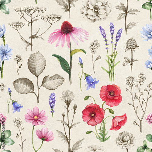 Wild flowers illustrations. Seamless pattern