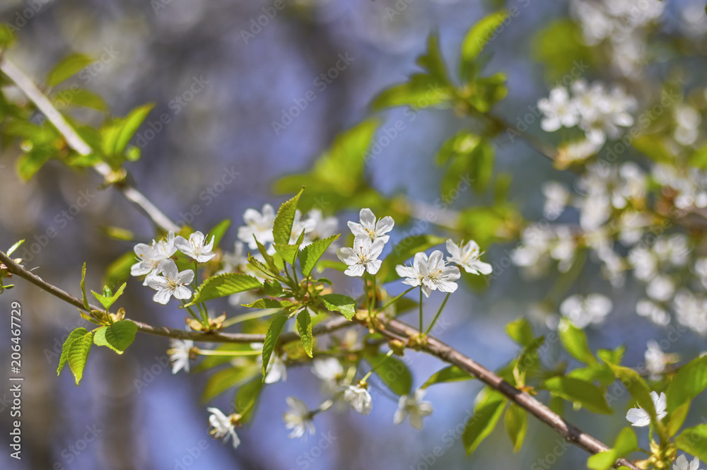 Blossoming apple tree, white flowers on green branches on a blue Blossoming apple tree, white flowers on green branches on a blue