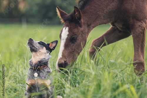 Australian Cattle Dog and little foal