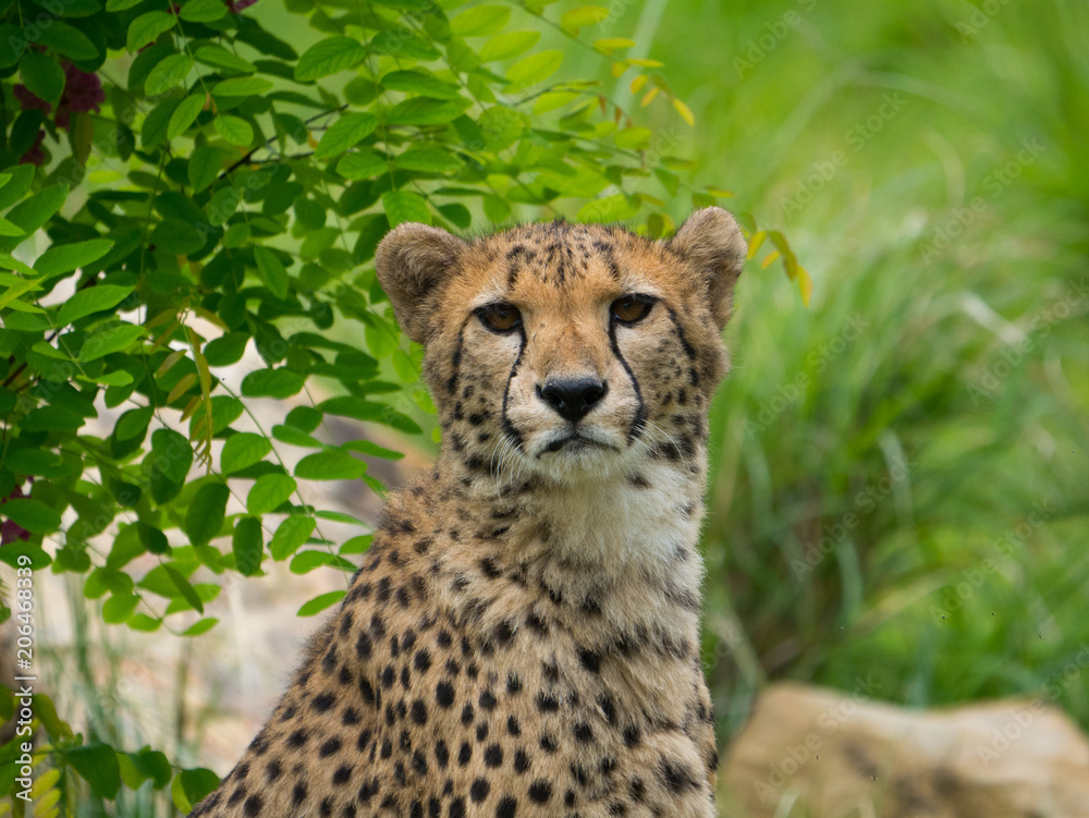 Fototapeta premium Guépard