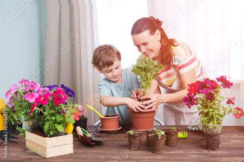 mother and the child  boy plant flowers.  Happy family gardening near window at home.