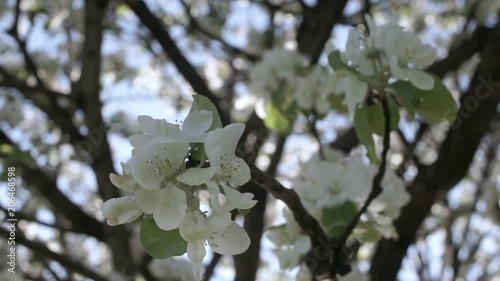 Flowering of apple trees photo