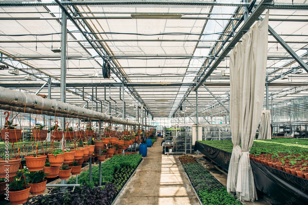 Modern hydroponic greenhouse nursery or glasshouse, industrial horticulture, cultivation of seedlings technology